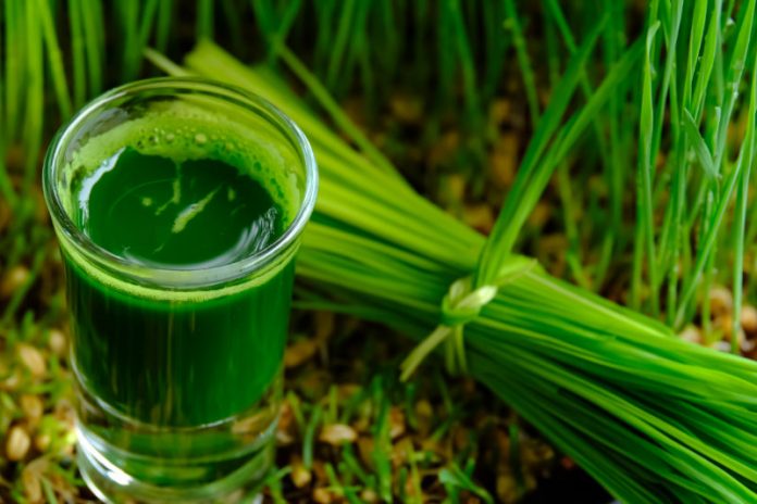 6 Reasons You Should Be Drinking Wheatgrass Juice Everyday